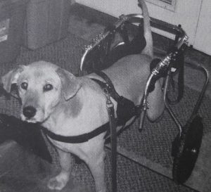 Dog with rear legs in wheelchair