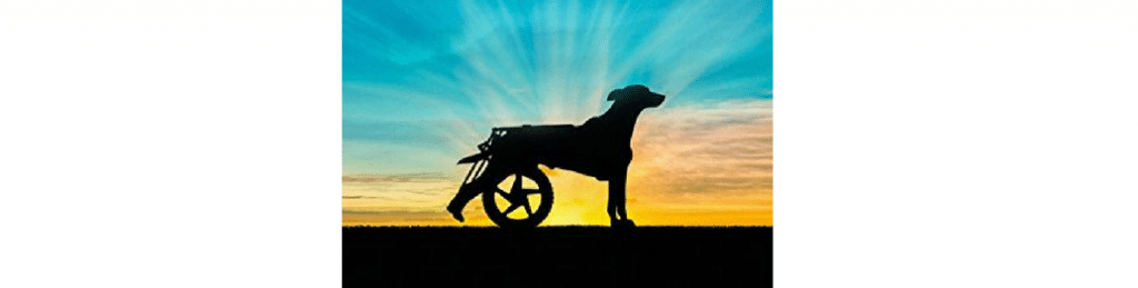 A dog with rear legs in wheelchair