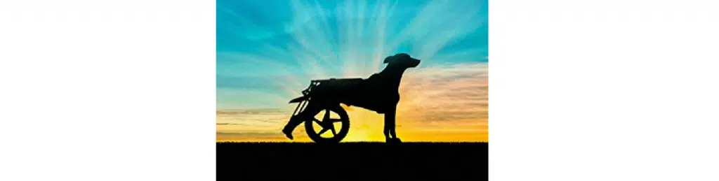 A dog with rear legs in wheelchair